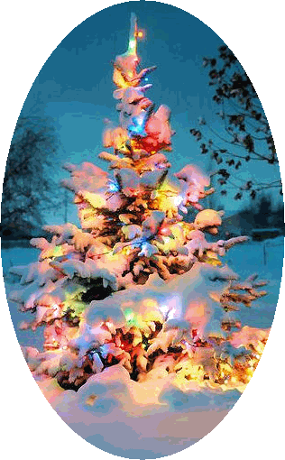 Lit Christmas tree in woods